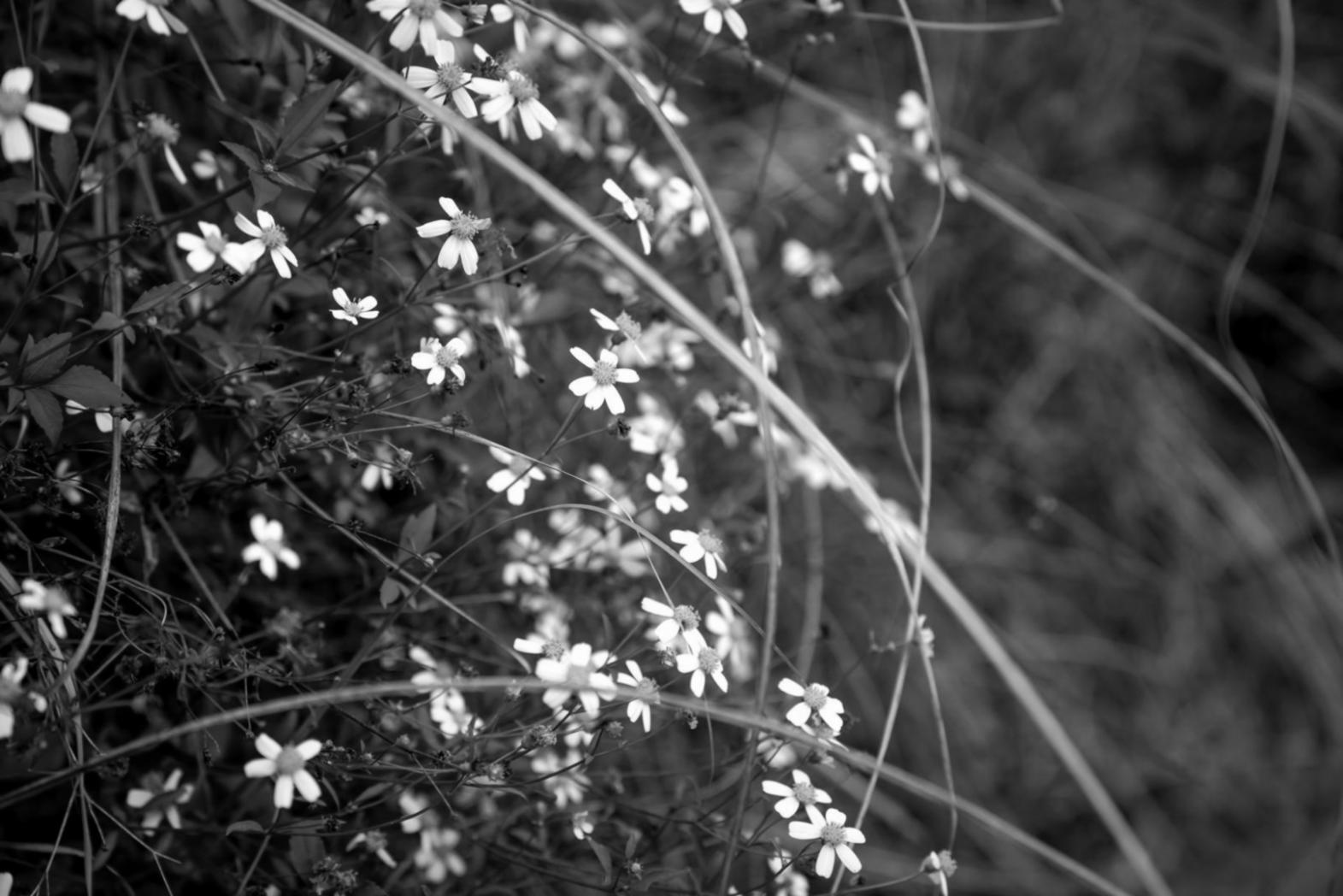 Professional plant diagnostic consultation showing healthy garden assessment process