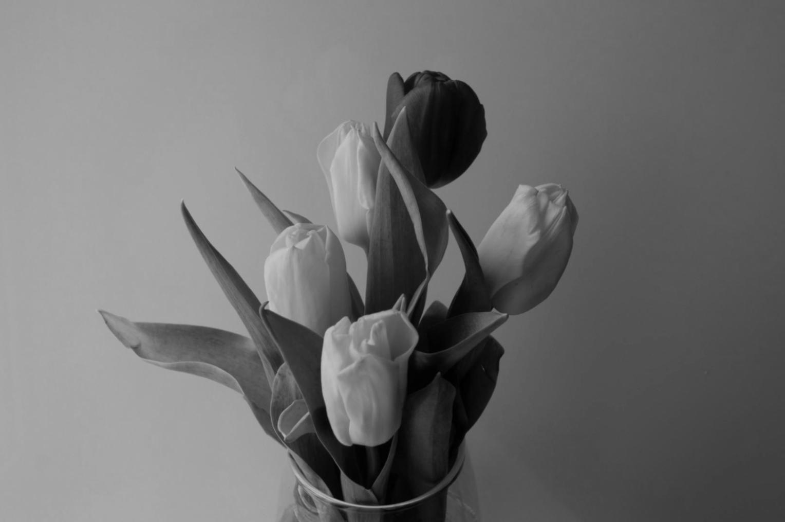 Detailed plant health examination showing professional diagnostic techniques and care methods