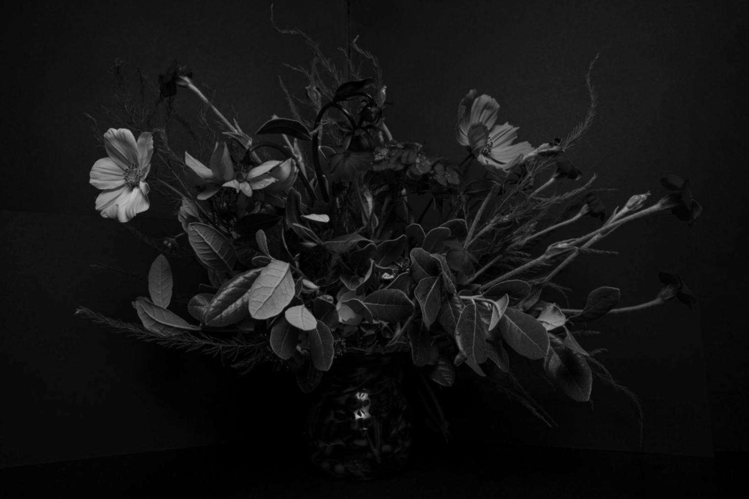 Live webinar session showing plant care demonstration